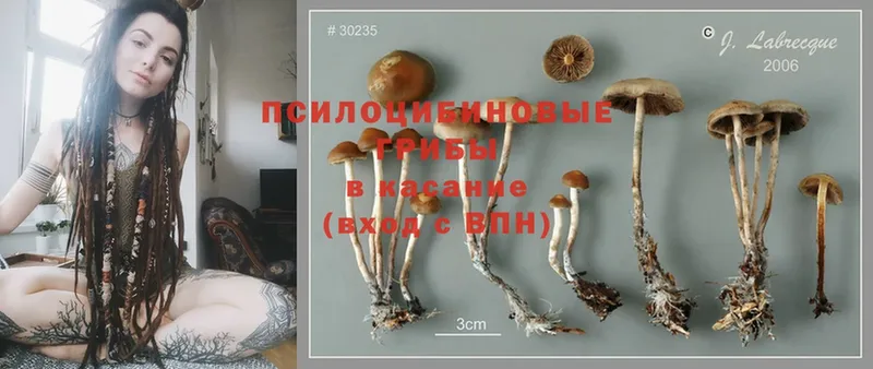 Галлюциногенные грибы Cubensis  хочу наркоту  Георгиевск 